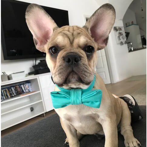 SammyMerlin